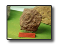 Scienze della Terra in Toscana