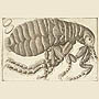 Drawing of a louse