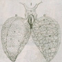 Anatomical plate representing the pulmonary alveoli