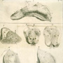 Anatomical study of the structure of the tongue