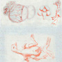 The stages of embryonic development of a baby chick
