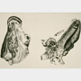 Glandula maxillaris e il Ductus salivalis